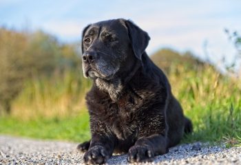alimentazione di un cane anziano